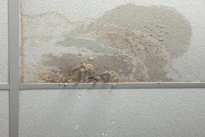 mold removal martin, mold cleanup martin