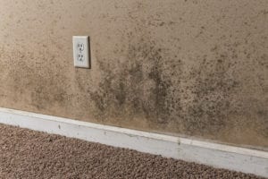 mold removal martin, mold cleanup martin
