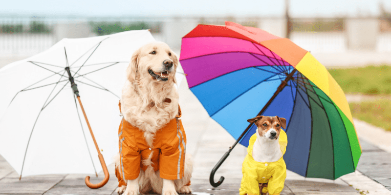 Disaster Preparedness With Pets