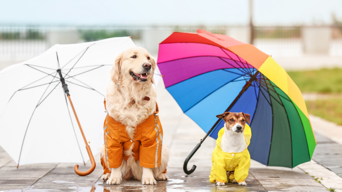 Natural Disaster Preparedness With Pets - Regency Disaster Response Team